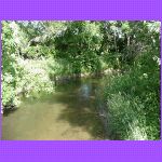 Plum Creek.jpg